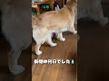 朝からお手伝いを張り切る愛犬ホット君……可愛すぎるww @hotto510