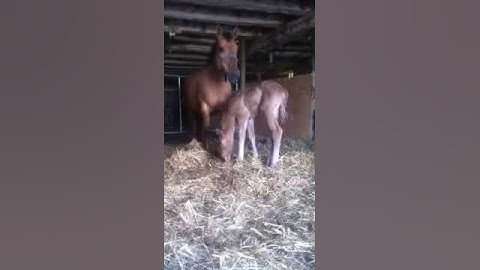 Foal learning to lie down