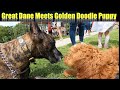 Magic the Great Dane's Day at the Farmers Market Meets a Golden Doodle Puppy