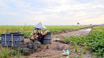 Bẫy Chuột Theo Bờ Khi Nước Lũ Tràn Đồng #vợchồngmiềntâytv