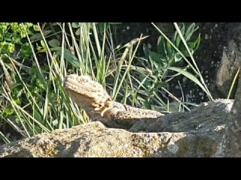 გიგანტური ქართული ხვლიკი