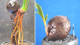 CARA PERNIS BATOK  DAN  AKAR BONSAI KELAPA UNTUK HASIL MAKSIMAL