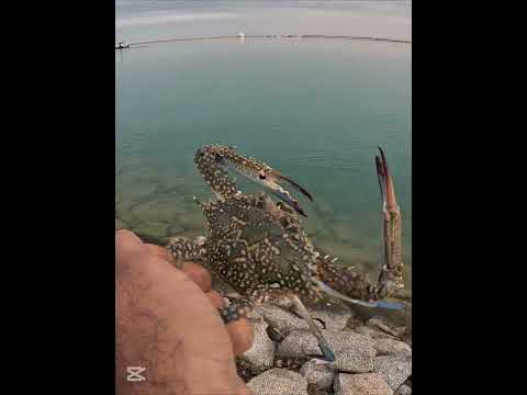 كيف تمسك سلطعون البحر بشكل آمن