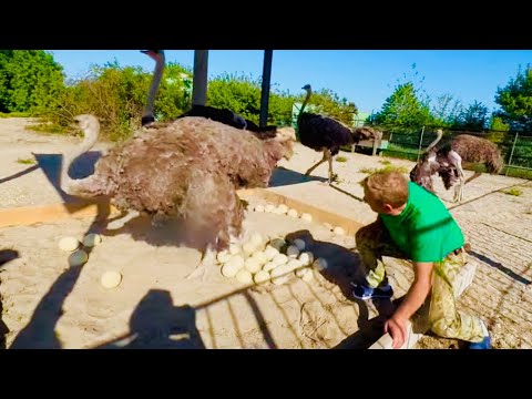 видео: Олег Зубков и Виктор Жиленко пришли к страусам проверить кладку самых больших птиц на земле!