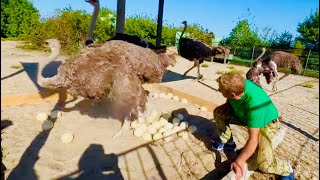 Олег Зубков и Виктор Жиленко пришли к страусам проверить кладку самых больших птиц на земле!