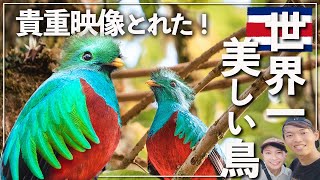Best Episode] I was so moved by the world's most beautiful bird