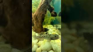 Rare Cichlids, Plecos, Nano Fish, and More at Elite Menagerie Habitats #cichlid #freshwaterfish