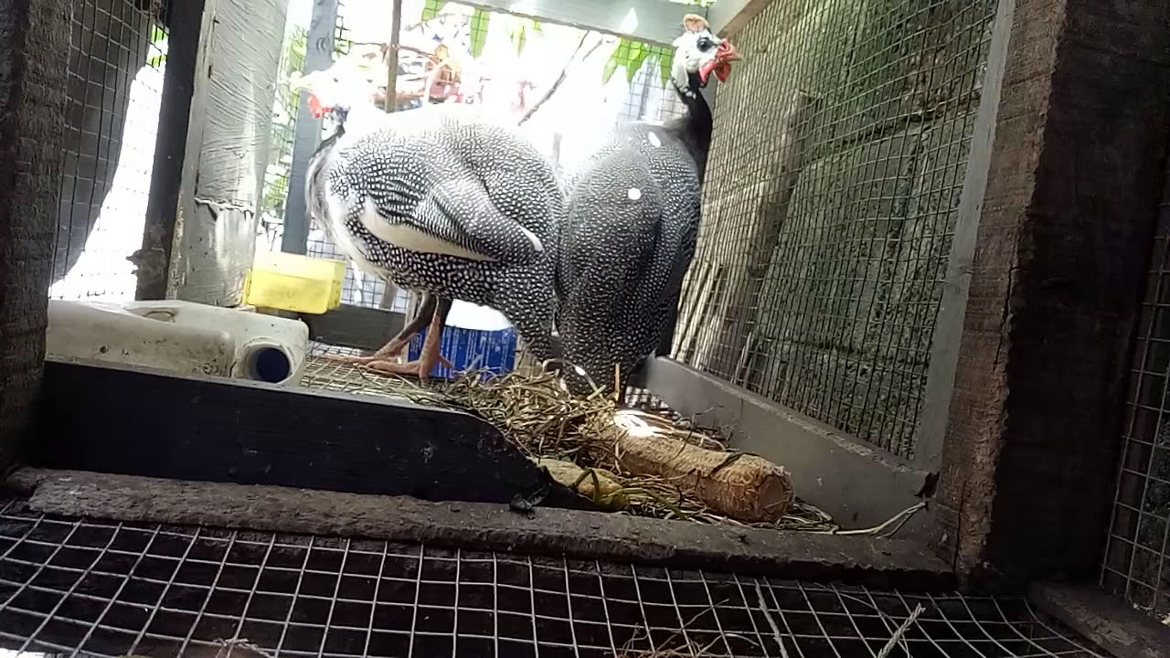 Ayam mutiara 
