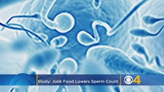 Junk Food Can Lower Sperm Count In Young Men, Harvard Study Finds