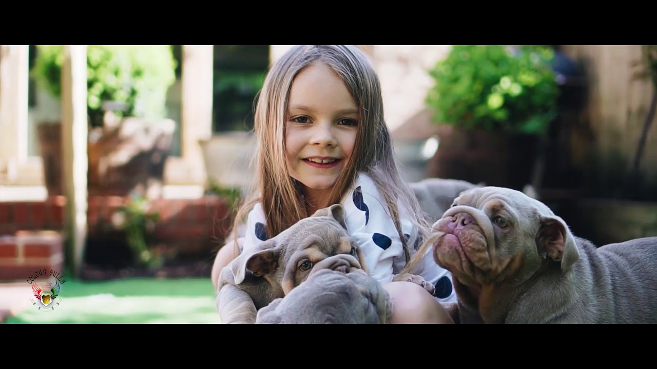 Colourbulls UK - Where Quality and Colour isn’t rare.  Rare Colour Bulldogs.