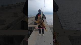 grouper fish catch and release #seafishing #fishing #catchfish #fish