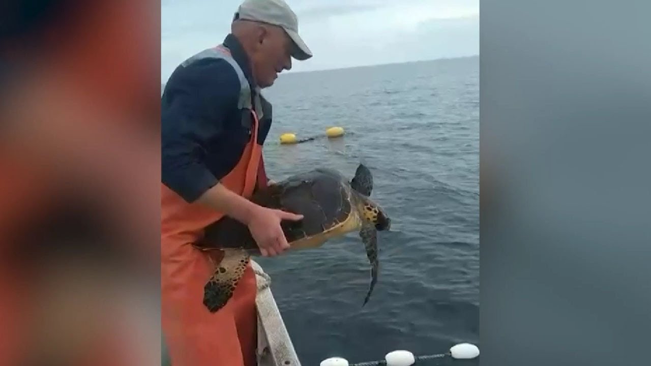 Тропическую черепаху поймали рыбаки на Курилах