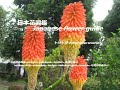 公園に松明？！Torch in the park? !!   トリトマ Kniphofia uvaria   季節の花　日本花図鑑　Japanese flower guide