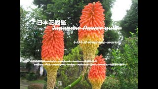 公園に松明？！Torch in the park? !!   トリトマ Kniphofia uvaria   季節の花　日本花図鑑　Japanese flower guide