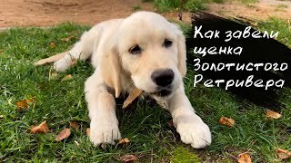 Как завели щенка Золотистого Ретривера в 4 месяца | Golden Retriever 4 months old