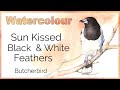 Painting sun kissed black and white feathers in watercolor // Australian Butcherbird 🌞