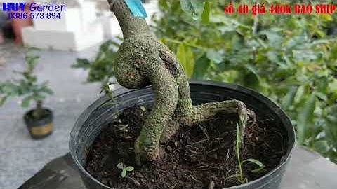 Mai Cúc Hoàng Hậu  Cúc 4 Long gốc đẹp