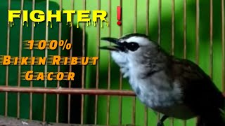 FIGHTER ❗Menjadikan Trucuk Bisu Langsung Ribut Dan Gacor Dalam Hitungan Detik
