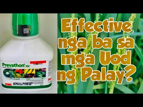 Video: Ang mga uod ng pala ay napakatagok na mga peste