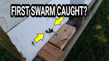 Scouting bees are checking the boxes out!