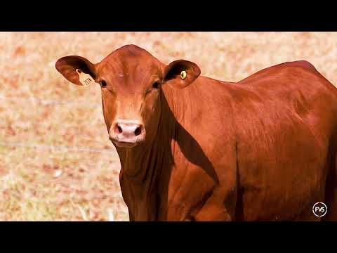 LOTE 66 - GRAMA 7174
