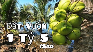 Vườn Trái Cây Đủ Loại Quy Hoạch Thổ Cư #batdongsan #datdongnai #datvuongiare #nhadatdongnai #bds