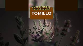 Beneficios del Tomillo (cómo hacer la infusión)