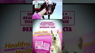 DoggiEssentials #unahco #dogs #dogvideos #timeline #timelineprod #dogshorts #dog #doglife #doglove screenshot 4