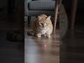 When the laser just doesn’t hit different anymore 😂🐱 Hashtags:#cat #cats #funnycat #catsoftube
