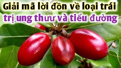 Sự thật về trái có tên Thần kỳ có trị bệnh tiểu đường và ung thưư như lời đồn ??? PHAN HẢI Channel