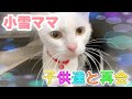 小雪ママにゃんと子供達のつかの間の対面！どうなるかな？【Mother cat and kittens】