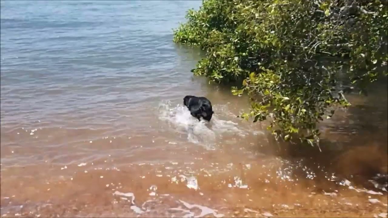 Dog Parks of Redland City - south east of Brisabne - Australia