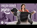 Toilettage de miro le cocker anglais  kitty talks dogs  transgroom