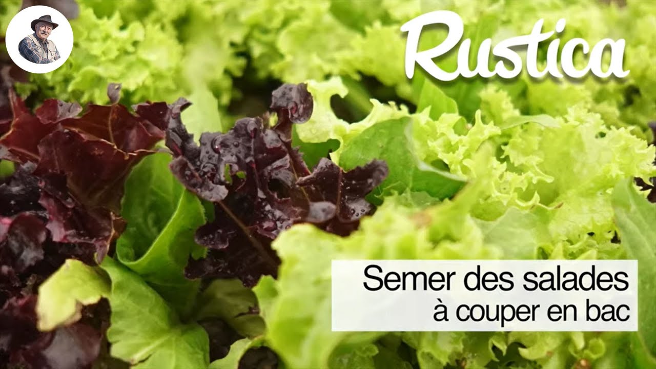 Réussir le semis de salades en pot au balcon