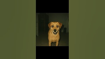 Don’t Ignore Your Dog Staring At You At Midnight #scary #shorts #creepy
