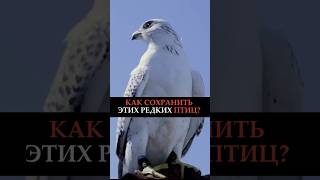 КАК СОХРАНИТЬ ЭТИХ РЕДКИХ ПТИЦ? #краснаякнига #сокол #форум #новости
