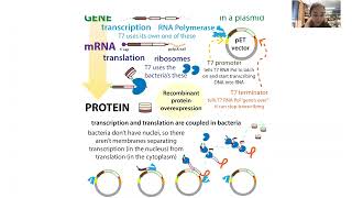 Recombinant protein expression in bacteria using the inducible T7/pET system