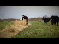 Le bale grazing pour régénérer mes sols - Franck Baechler