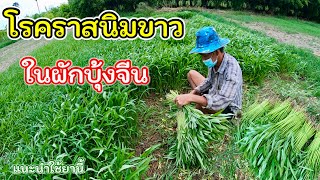 โรคราสนิมขาวในผักบุ้งจีน ใบด่าง ใบจุด ใบลาย แนะนำยาใช้ในสวนได้ผลดี บรรยากาศยามเย็นถอนผักบุ้งจีนขาย