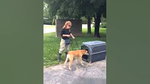 Crate Training 101 with Shirley Catalina