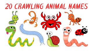 Crawling Animal Names for Kids | Learn 20 Creepy Crawlies | Preschool \& Toddler Learning Video
