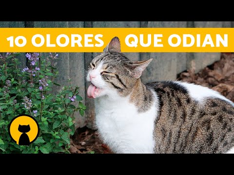 Pin de Ney Pereira en Felinos  Como ahuyentar gatos, Ahuyentar gatos, Gatos