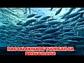 Malalaking tulingan sa pacific ocean or benham rise don tv