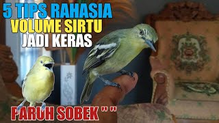 CARA MENAIKAN VOLUME SUARA BURUNG SIRTU MENJADI KERAS DAN VOLUME TEMBUS CEPAT BUKA PARUH