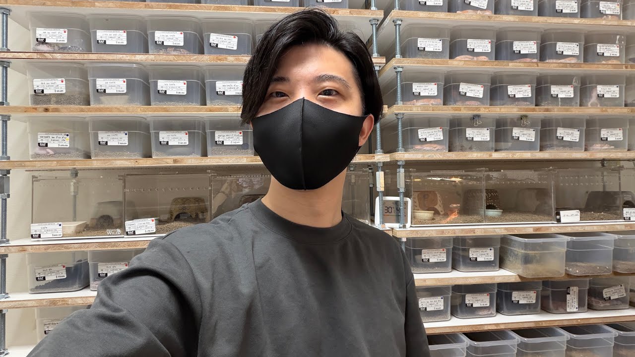 【中古】 トカゲ王の島 価格の安い爬虫類（トカゲ・カメ・ヘビ等）をさがす / アクア＆ペット