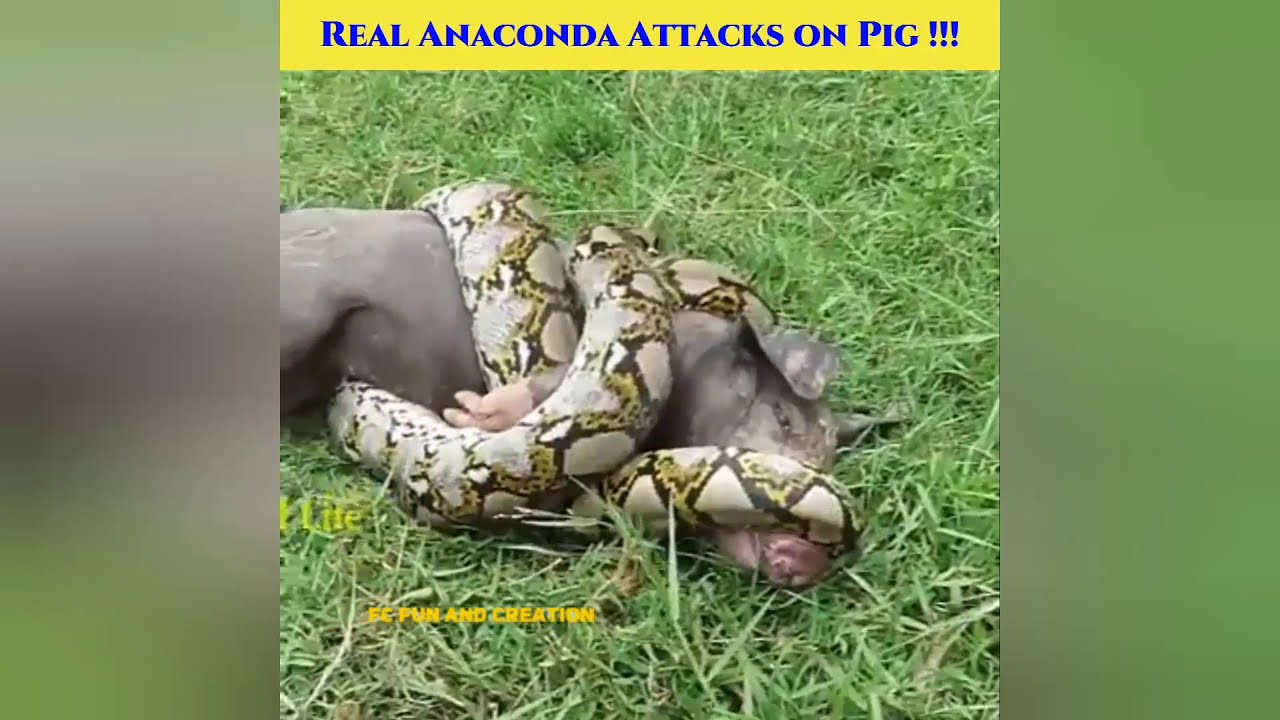 Real Anaconda Attacks On Pig.