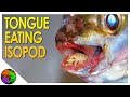 Body-Snatching Roly Poly of the Deep | Tongue-Eating Isopods