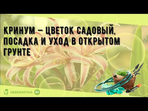 Кринум — цветок садовый, посадка и уход в открытом грунте