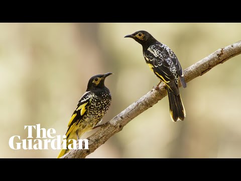 How Australia's regent honeyeaters are learning the wrong songs