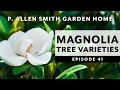 Types of magnolia trees  how to care for them  p allen smith 2020